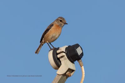 African stonechat - Saxicola torquatus