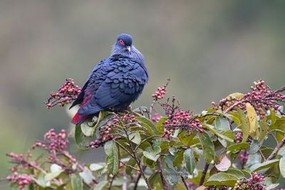 Madagascar Blue Pigeon- Alectroenas madagascariensis