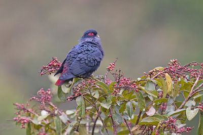 Madagascar Blue Pigeon- Alectroenas madagascariensis