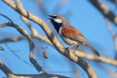 Red-shouldered Vanga - Calicalicus rufocarpalis