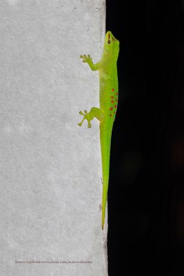 Madagascar Day Gecko - Phelsuma madagascariensis