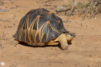 Radiated Tortoise - Astrochelys radiata