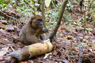 Greater Bamboo lemur - Prolemur simus