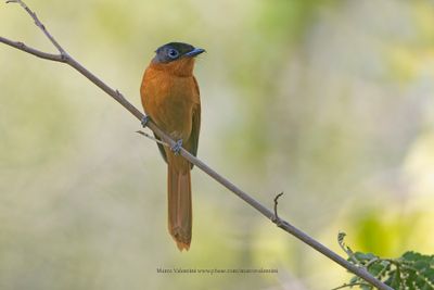 Madagascar Paradise Flycatcher - Terpsiphone mutata