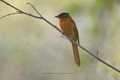 Madagascar Paradise Flycatcher - Terpsiphone mutata