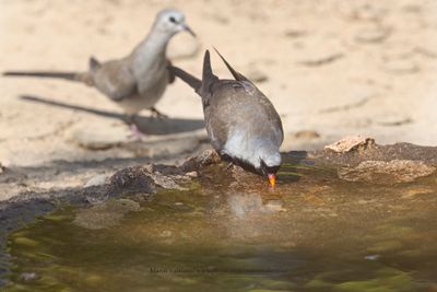 Namaqua Dove - Oena capensis