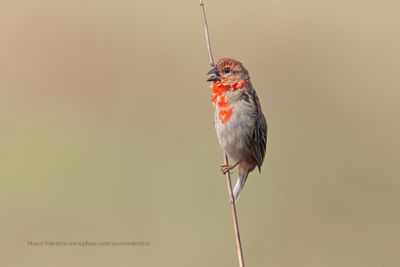 Madagascar Fody - Foudia madagascariensis