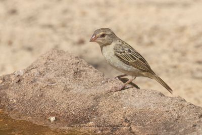 Madagascar Fody - Foudia madagascariensis