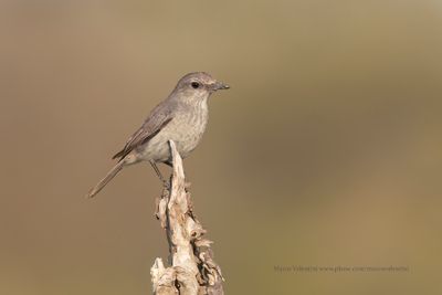 Littoral Rock-thrush - Monticola imerinus