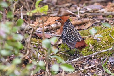 Madagascar Flufftail - Sarothrura insularis