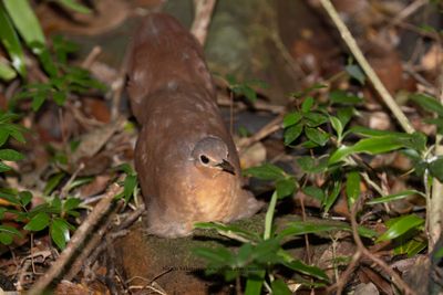 Brown mesite - Mesitornis unicolor