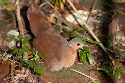 Brown mesite - Mesitornis unicolor