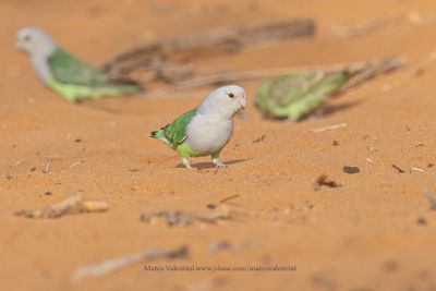 Gray-headed Lovebird - Agapornis canus