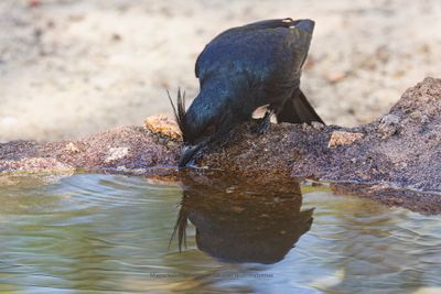 Crested Drongo - Dicrurus forficatus