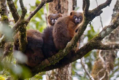 Red-bellied lemur - Eulemur rubriventer