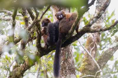 Red-bellied lemur - Eulemur rubriventer