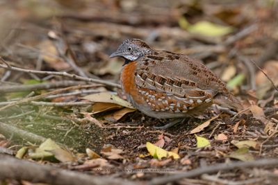 Madagascar Buttonquail - Turnix nigricollis