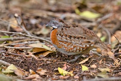 Madagascar Buttonquail - Turnix nigricollis