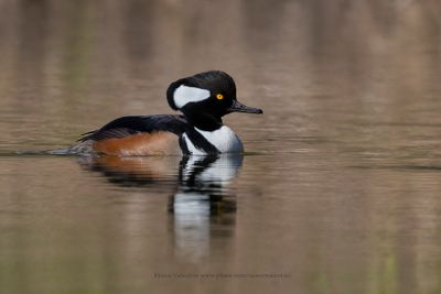 Hooded merganser - Lophodytes cucullatus