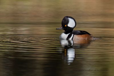 Hooded merganser - Lophodytes cucullatus