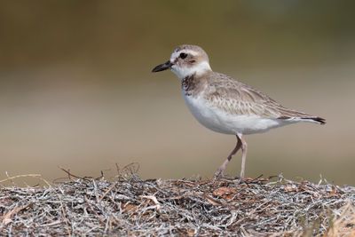 Wilson's plover - Charadrius wilsonia