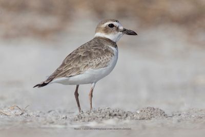 Wilson's plover - Charadrius wilsonia