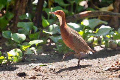 White-throated Rail - Dryolimnas cuvieri