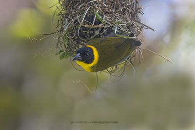 Nelicourvi Weaver - Ploceus nelicourvi