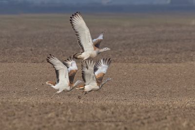 Great bustard - Otis tarda