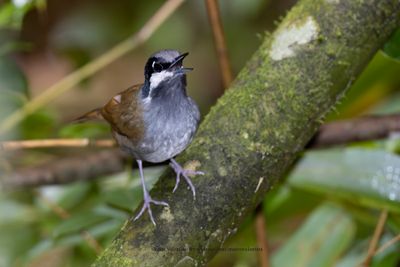 Crossleys Vanga - Mystacornis crossleyi