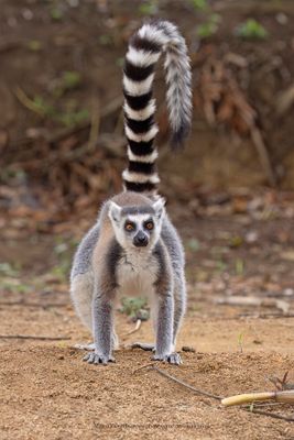 Ring-tailed lemur - Lemur catta