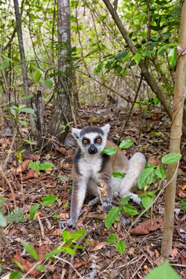 Ring-tailed lemur - Lemur catta