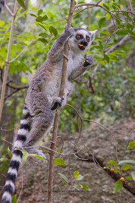 Ring-tailed lemur - Lemur catta