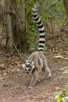 Ring-tailed lemur - Lemur catta