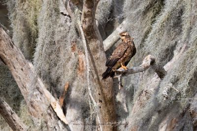 Snail kite - Rosthramus sociabilis