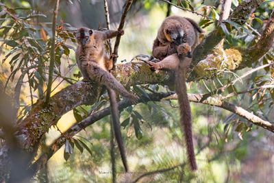 Red-fronted Brown Lemur - Eulemur rufifrons