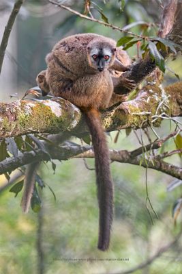 Red-fronted Brown Lemur - Eulemur rufifrons