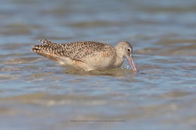 Marble godwit - Limosa fedoa