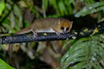 Brown Mouse Lemur - Microcebus rufus