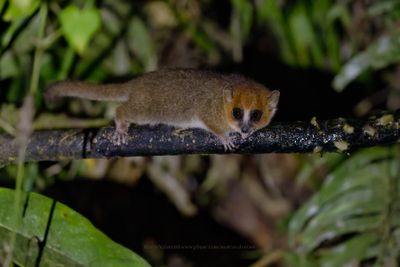 Brown Mouse Lemur - Microcebus rufus