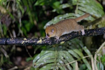 Brown Mouse Lemur - Microcebus rufus