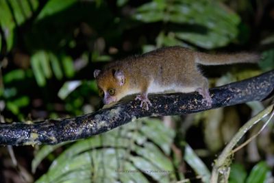 Brown Mouse Lemur - Microcebus rufus