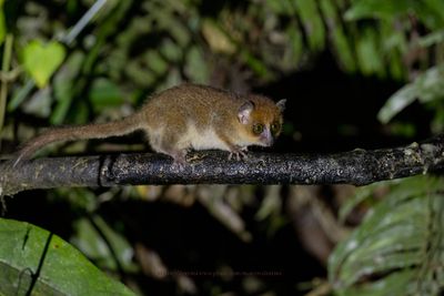 Brown Mouse Lemur - Microcebus rufus