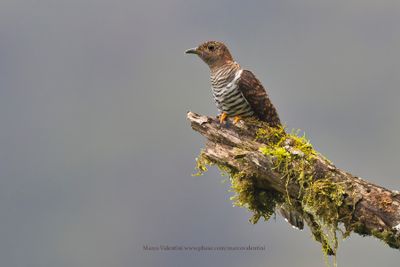 Madagascar Cuckoo - Cuculus rochii