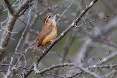 Carolina Wren - Thryothorus ludovicianus