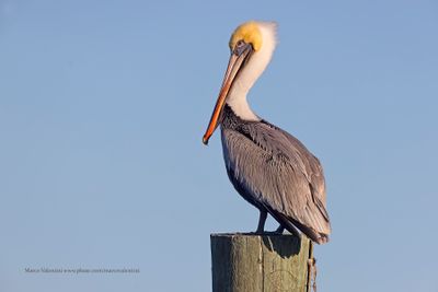 Brown pelican - Pelicanus occidentalis