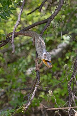 Madagascar Giant chameleon - Furcifer oustaleti