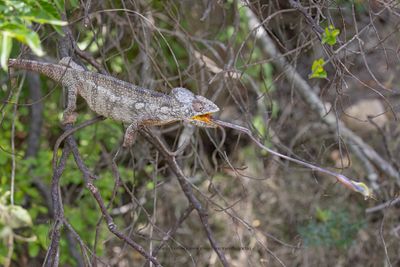 Madagascar Giant chameleon - Furcifer oustaleti