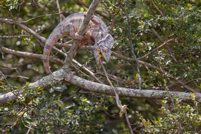 Madagascar Giant chameleon - Furcifer oustaleti