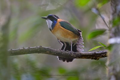 Pitta-like Ground-Roller - Atelornis pittoides